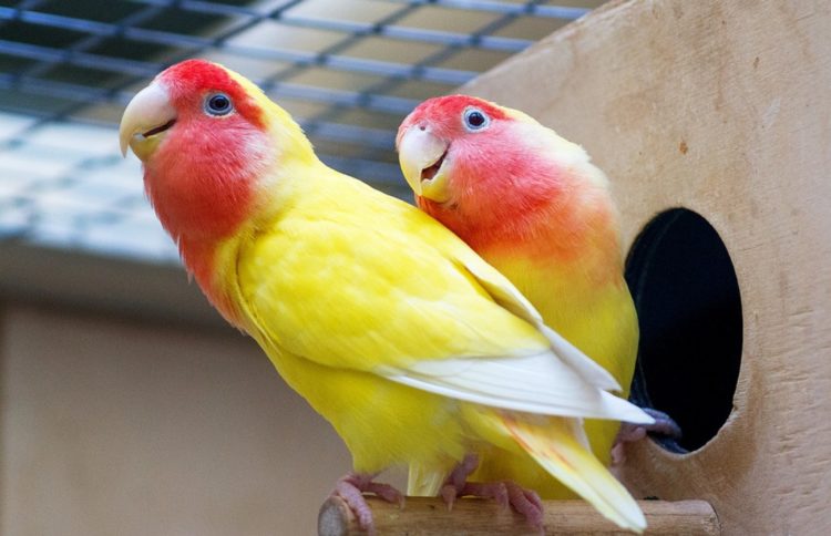 Попугай неразлучник — отзывы о породе. Негативные, нейтральные и  положительные отзывы