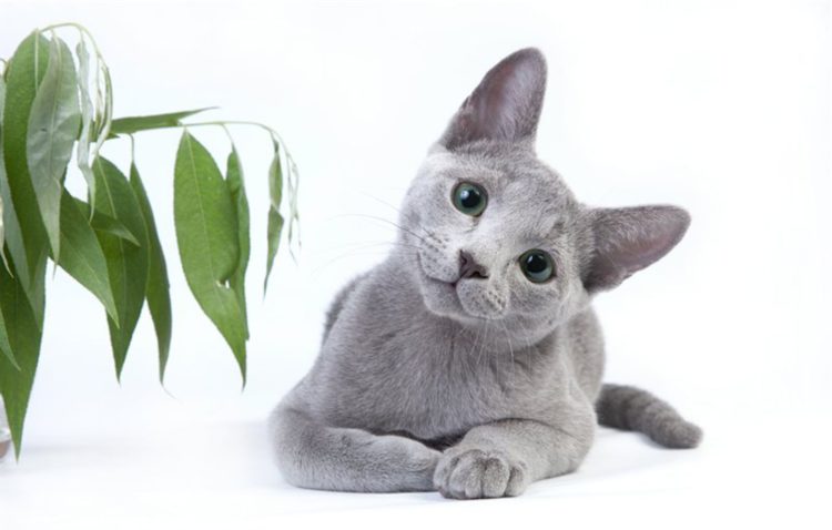 порода кошек русская голубая отзывы