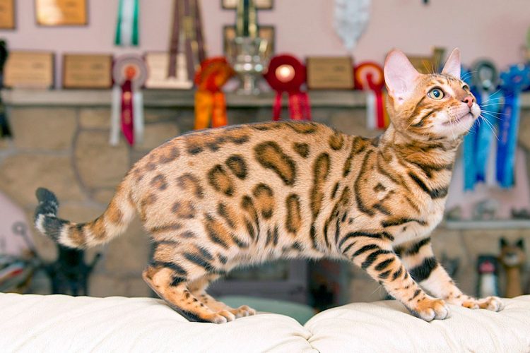 бенгальская кошка без хвоста