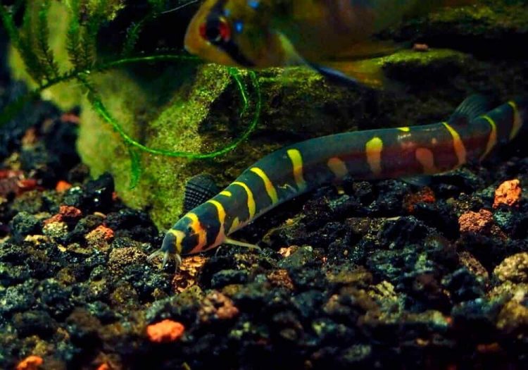 Акантофтальмус рыбка аквариумная фото